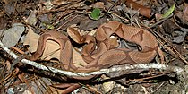 Copperhead (Agkistrodon contortrix) in Liberty County