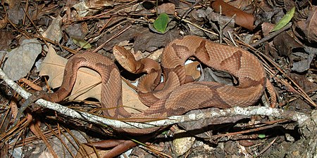 Eastern copperhead (Agkistrodon contortrix) from Liberty Co., Texas (30 March 2007).