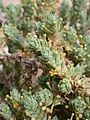 Crucianella maritima (Rubiaceae)