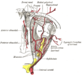 The ophthalmic artery derived from internal carotid artery and its branches. (optic nerve is yellow)