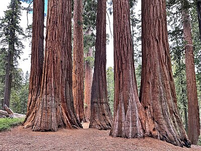 Group of sequoias