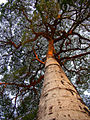 Tree in Mococa, Brazil