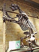 Skeleton of the giant ground sloth Megatherium americanum , a former denizen of the Pampas