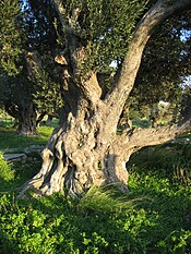 Stamm eines alten Olivenbaums auf Euböa
