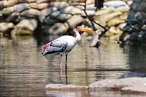 Painted stork searching for food