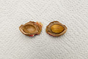 Pyrene of a peach dissected to reveal a single seed inside