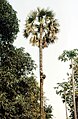 Toddey trapper climbing palm tree with a hanging ladder, India.