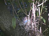 Steller's Jay nesting in a California Bay tree near Sveadal. The birds typically nest in the springtime.