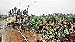 Sugarcane harvesting in Batad