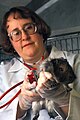 Guinea pig used as animal model for studying human leptospirosis
