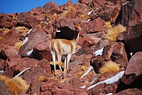 A vicuña on rocky terrain (2008)