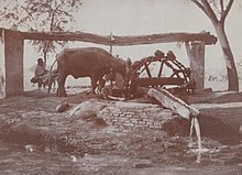 taken at Sikandra, India c1917 and titled near the time as 'A Punjabi Wheel'; from photo album of Robert Victor Soper, Private, Hampshire Regiment, in India 1916-19