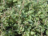 Green amaranth (A. viridis)