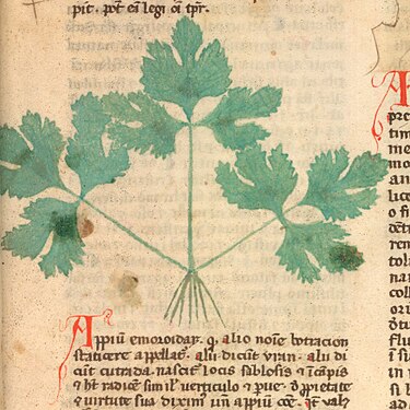 Tractatus de herbis: the image shows three basal palmate leaves, deeply indented and long-stalked.