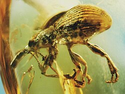 Fossil brentid beetle