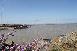 View from the port with flowering bushes in the foreground, the port in middle distance and the bay stretching to the horizon under a blue sky with few clouds
