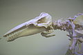 Beluga-Skelett