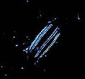 Image 15A Euplokamis comb jelly is bioluminescent. (from Animal coloration)