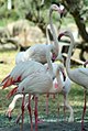 Image 46Greater flamingos (Phoenicopterus roseus) are native to Bahrain. (from Bahrain)