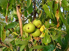 California black walnut in growth