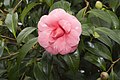 Kamelie (Camellia japonica) Il Tramonto
