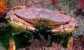 Red rock crab (Cancer productus)