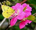 Colias erate on Rhododendron