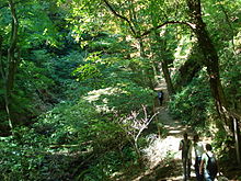 A steep-sided valley through deciduous woodland. On one side, a footpath has been cut; 5 hikers are using it.