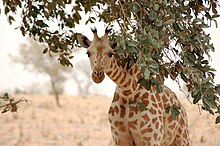 Photograph of an endangered West African giraffe