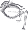 The lacrimal apparatus. Right side. (Lacrimal sac visible at upper right.)