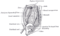 The primitive mesentery of a six weeks’ human embryo, half schematic.