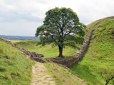 The Sycamore Gap tree, which was felled in 2023 in an act of vandalism (also known as the "Robin Hood Tree", because it appeared in the film Robin Hood: Prince of Thieves)[70]