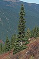 Image 40The narrow conical shape of northern conifers, and their downward-drooping limbs, help them shed snow. (from Conifer)