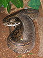 Central African rock python