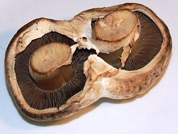 Two fused brown mushrooms
