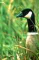 Cackling Goose, Branta hutchinsii