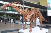 Skeleton of dinosaur on display