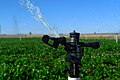 Irrigation sprinkler watering crops.
