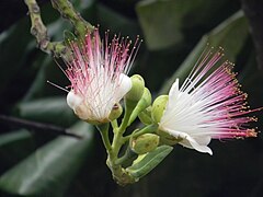 Flowers of B. asiatica