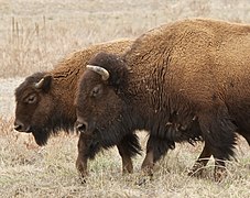 Bison mother and calf
