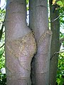 Acer pseudoplatanus showing inosculation