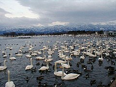 Lake Hyōko with overwintering swans