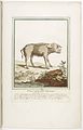 Pig from Martinique, 1775