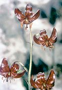 Variety of Martagon lily