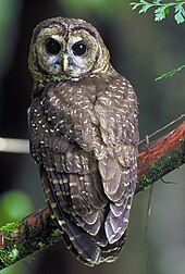 A Northern spotted owl staring at the camera