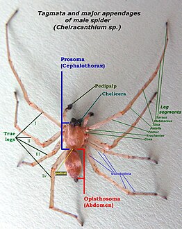 Tagmata and major appendages of a spider: cephalothorax or prosoma and abdomen or opisthosoma