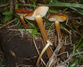 Hauhechel-Samtfußrübling (Flammulina ononidis)