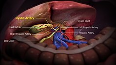 3D Medical Animation still shot of Cystic Artery
