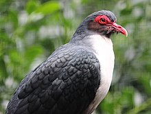side view of pigeon with greyish upperparts, a whitish breast, and reddish skin near the eye