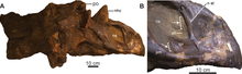 Brown skull of a horned dinosaur missing its neck-frill